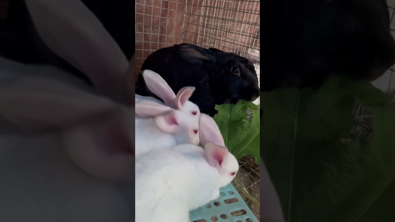 Bunnies Eating Sunflower Leaves