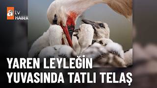 Yaren Ve Nazlı Leylek 5 Yavrusunu Besleme Mesaisinde - Atv Haber 29 Mayıs 2026