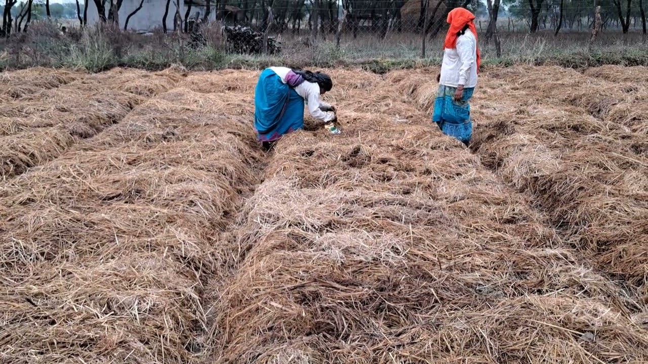 जैविक विधी से भिन्डी बोवाई