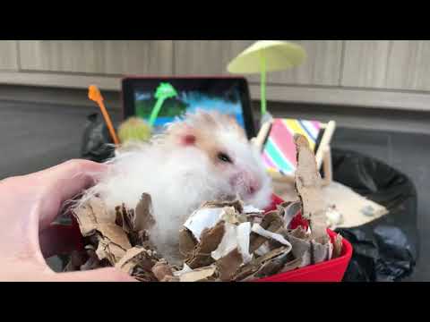 How to throw your hamster a beach party