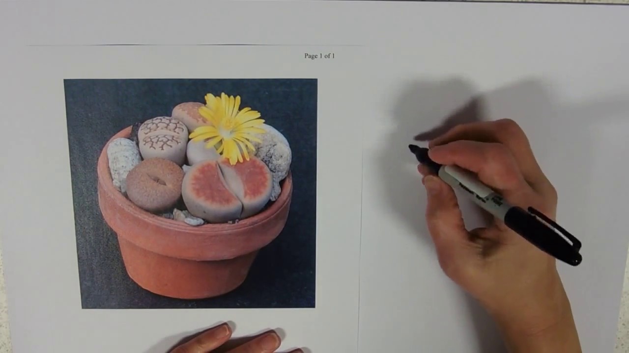 Xerophyte Adaptations