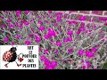 Conseils jardinage lychnis coronaria taille et entretien plante vivace