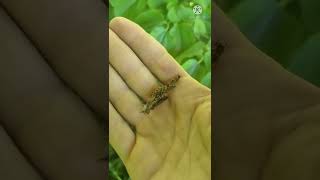 Mulberry species identification guide