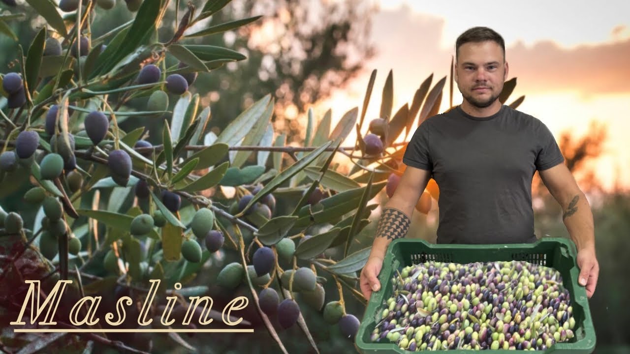 Chorvatsko 2025: sběr oliv / Rovinj a okolí