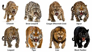 Every Killer Big Cat Explained in 6 Minutes