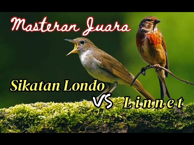 Masteran Juara Sikatan Londo VS Linnet Berjeda class=