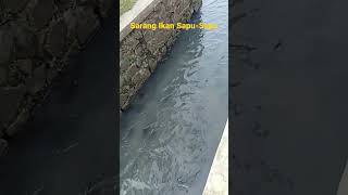 Download Lagu Sarang Ikan Sapu-Sapu Di Pintu Air Danau Kenanga - Universitas Indonesia Depok Jawa Barat MP3