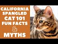 California Spangled Cats 101 : Fun Facts & Myths の動画、YouTube動画。