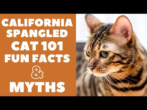 Video: California Spangled Cat Cat Breed Hypoallergenic, Health And Life Span