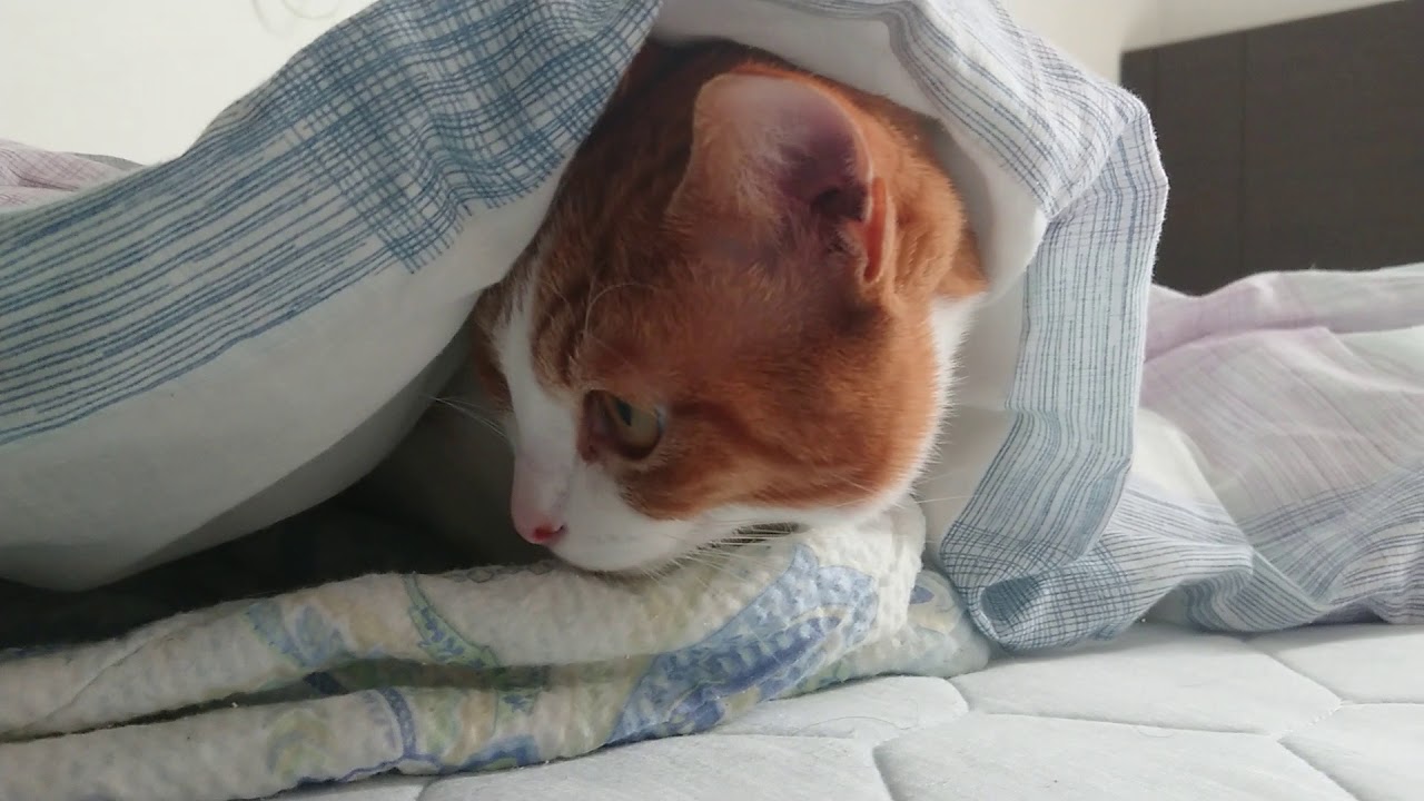 なかなか布団を出たがらない人間のような猫 Latte seems to want to sleep a little more. - YouTube