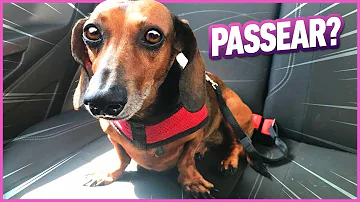 Pode transportar cachorro sem gaiola?