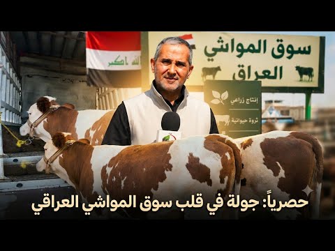 🔥 أسعار المواشي في العراق اليوم.. صعود أم هبوط؟ الحقيقة من قلب السوق!