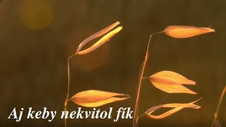 Aj keby nekvitol fík | Křesťanské písně