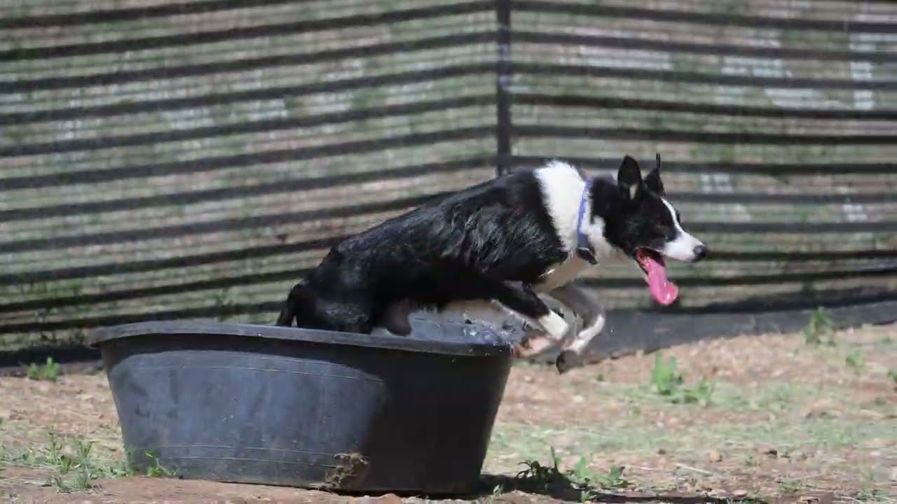 Sheepdogs are coming!  The Soldier Hollow Classic