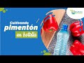 🫑Cultivando PIMENTON en botellas de manera fácil y rápida