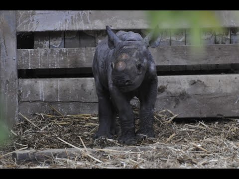 Flamingo Land Black Rhino Calf live thumbnail