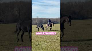 🥹 Donnaskalation? 🥹…nein - nur ein stolzer Papa 🙏🏻🥹💖#horseman #pferdezucht #blackbeauty