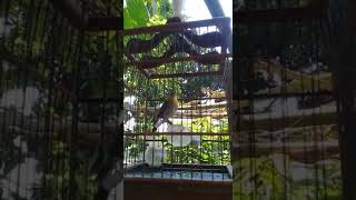 Terapi pleci bakalan agar cepat ngriwik