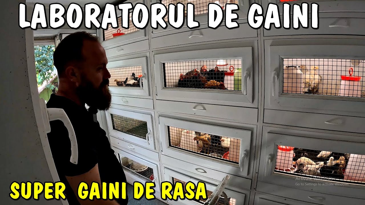 Viața la țară - Laboratorul de Găini din Botoșani - Sute de pui din rase deosebite + alte animale