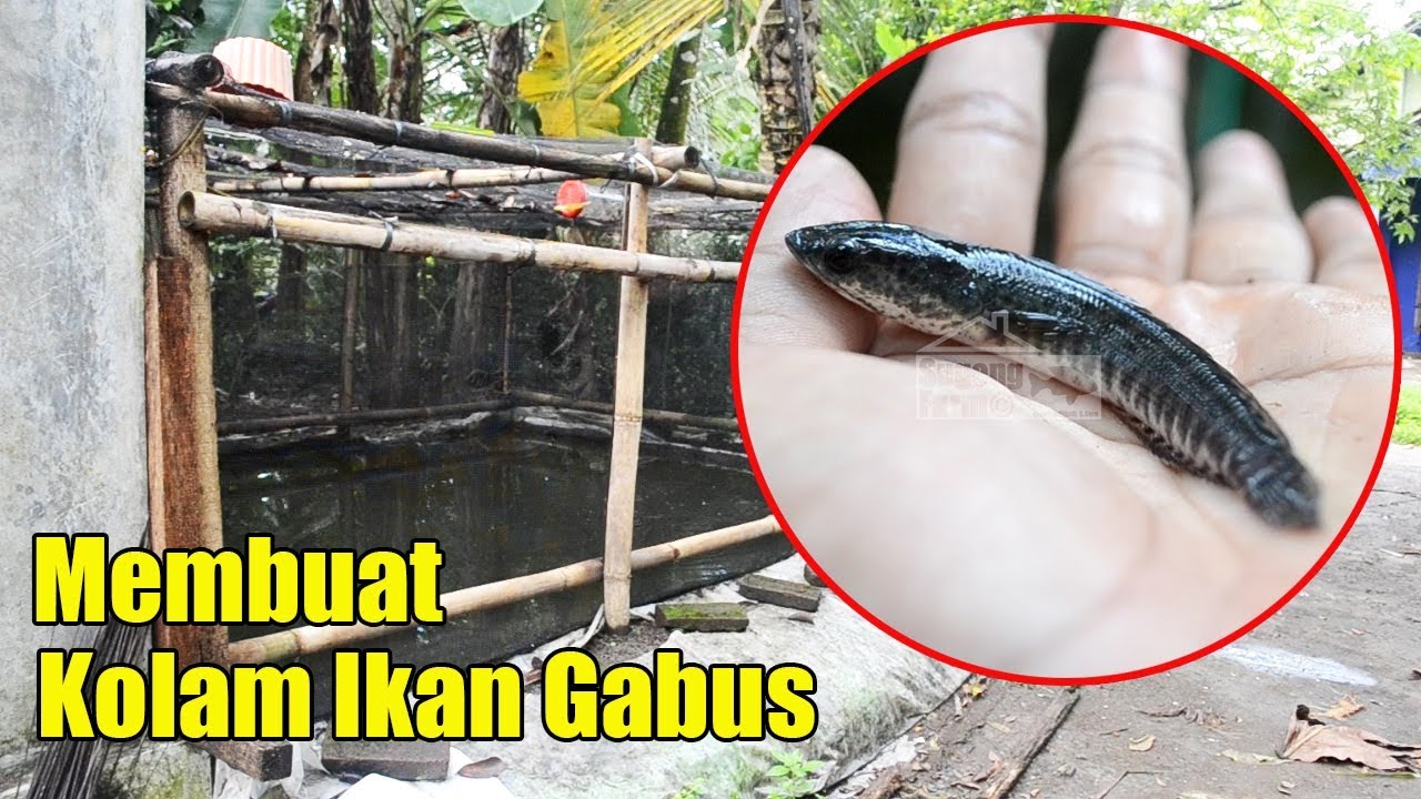 Budidaya Ikan Gabus Membuat Kolam Plastik 