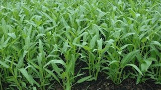 Cara menanam kangkung yang baik dan benar|||#riaugarden