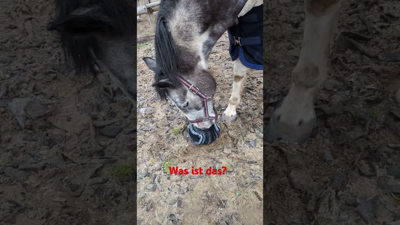 Bodenforschung Pferd