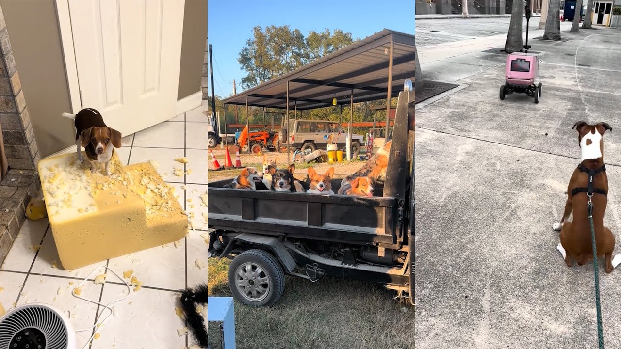 When Your Dog Is The Most Patient Big Brother 🥰❤️