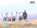 В Воркутинском районе прививочная кампания: оленеводы спасают рогатых кормильцев от оводов