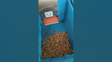 BL30AI walnut color sorter machine #walnut #almond