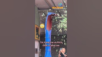 Siêu Phẩm Máy Băm Cỏ "Siêu To - Siêu Năng Suất" Sẽ Như Thế Nào?