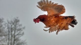 Flyin Chicken - Enemys Nightmare