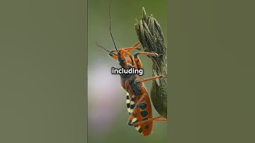 The Deadly Assassin Bug: Nature