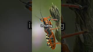 The Deadly Assassin Bug: Nature's Tiny Predator!