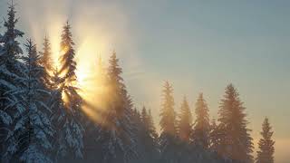 ❄️ Quiet Winter Forest | Peaceful Snowy Nature Scenery for Relaxation & Meditation 4K 🌲 screenshot 2