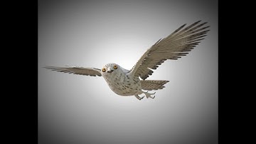 3D Model Owl Bird PBR Rigged Low poly at 3DExport.com