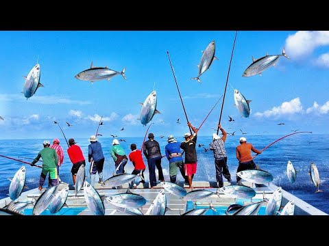 MALDIVES TRADITIONAL SKIPJACK TUNA FISHING  thumbnail