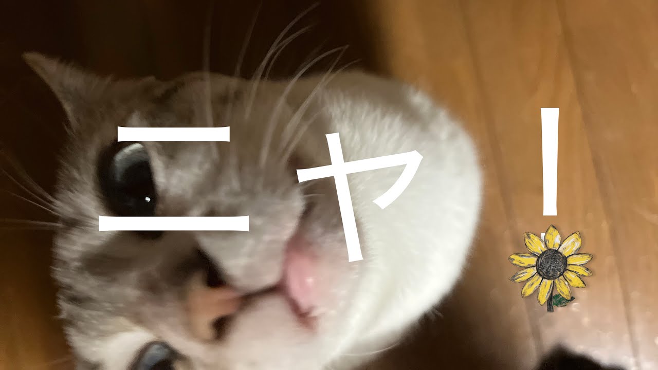 ニャ！ - YouTube