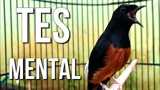 TES MENTAL dan KUWALITAS murai batu anda dengan murai batu FULL TEMBAKAN ini