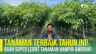 VARIETAS CABAI TERBAIK WAJIB DICOBA ‼ CABAI DAMBAAN PETANI | CABAI LANGGENG 58