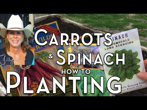 Can You Plant Carrots and Spinach Together - Companion Planting Carrots and Spinach with Cabbage