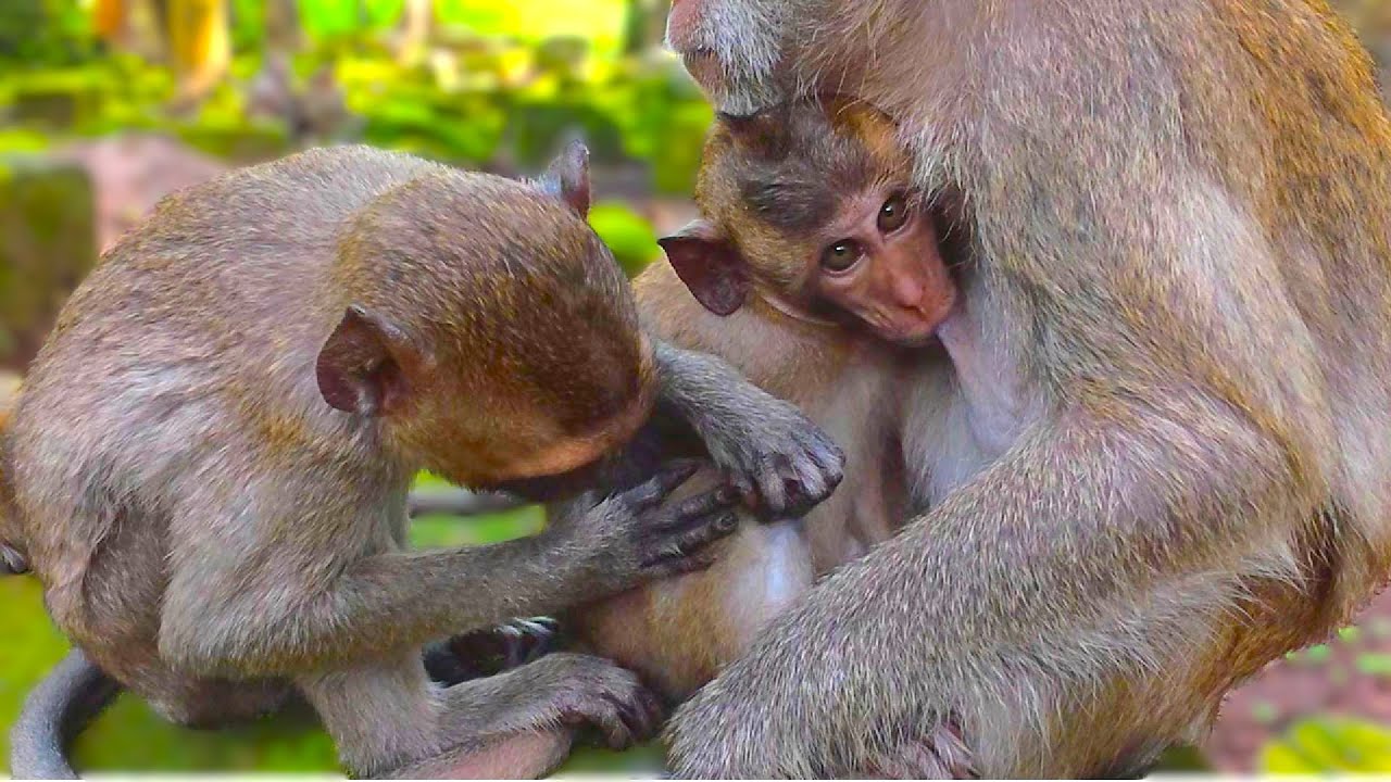 Team Macaques Long Tailed Grooming