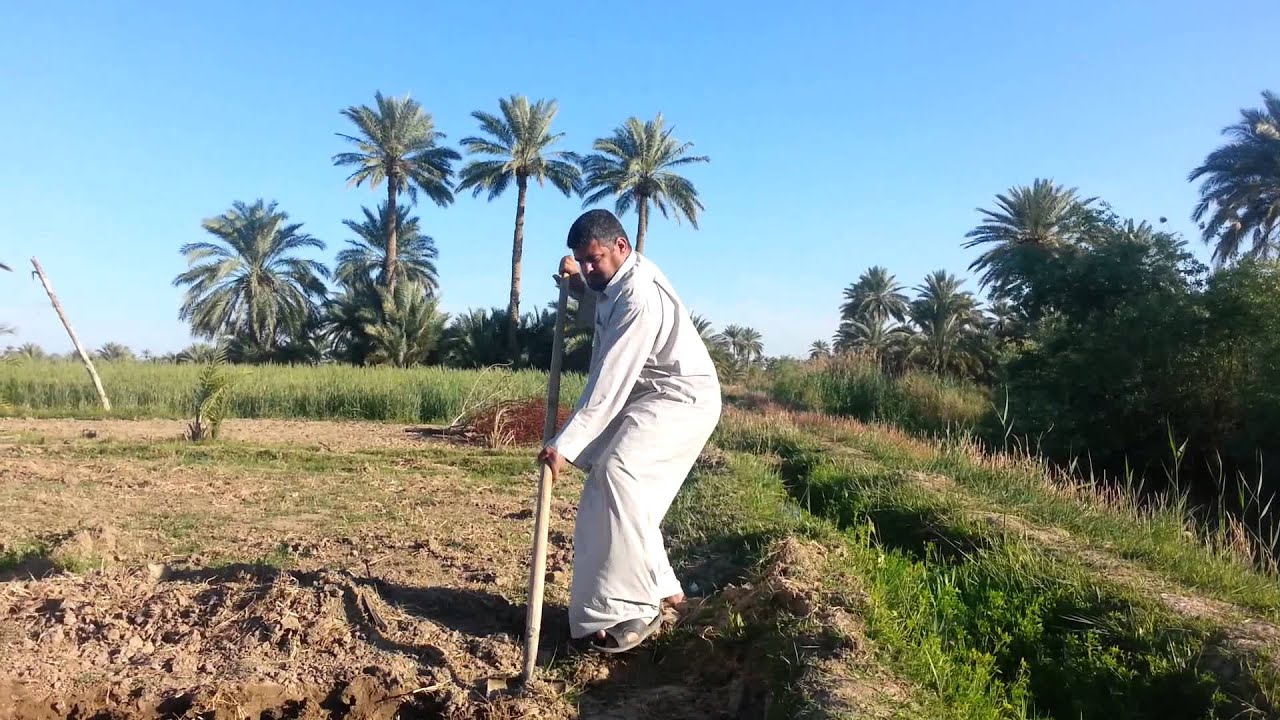 زراعة الرز   في ناحية العباسيه