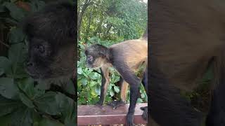 Discover The Spider Monkeys  -Earth's Living Odyssey Shorts  #naturedocumentary  #spidermonkey