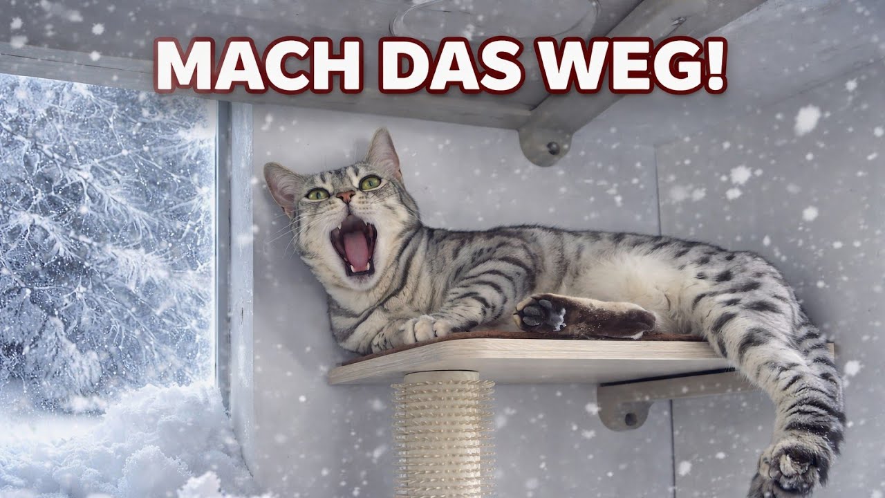 Das wird meiner Katze überhaupt nicht gefallen! 