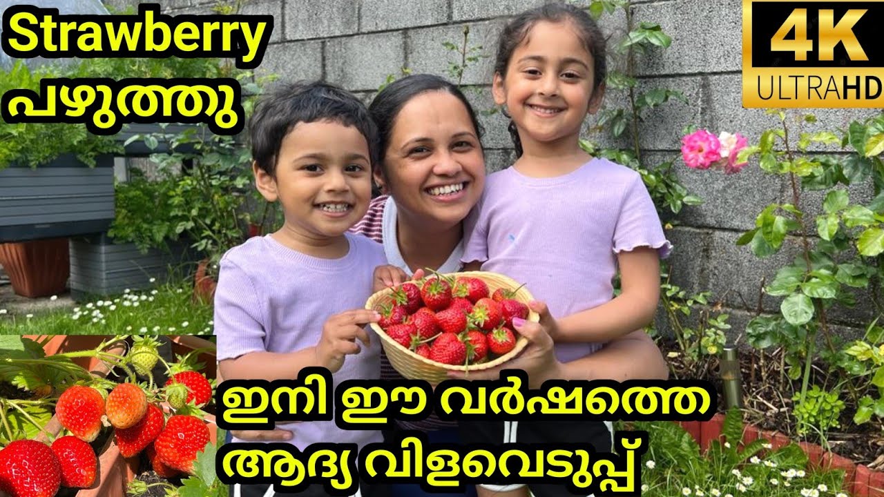 Home Grown Organic Strawberries/ Strawberry Harvest/ Fruit Picking/ Malayalam Vlog/ Life in