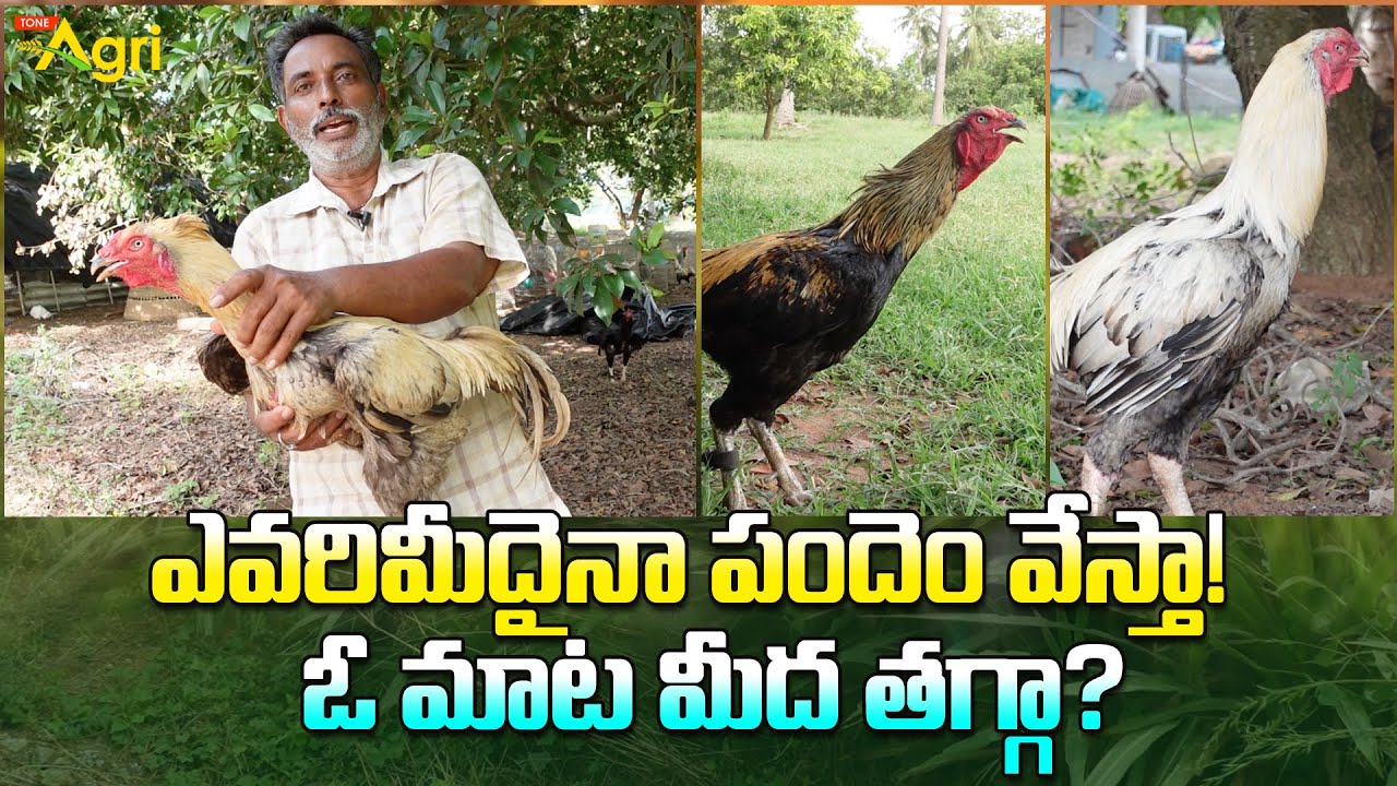 Pandem Kollu Pempakam | ఎవరిమీదైనా పందెం వేస్తా..! ఓ మాట మీద తగ్గా..? Tone Agri