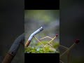 PERFECT MOMENTS CAUGHT ON CAMERA #perfectthingssatisfying #oddlysatisfying#satisfyingvideo #nature