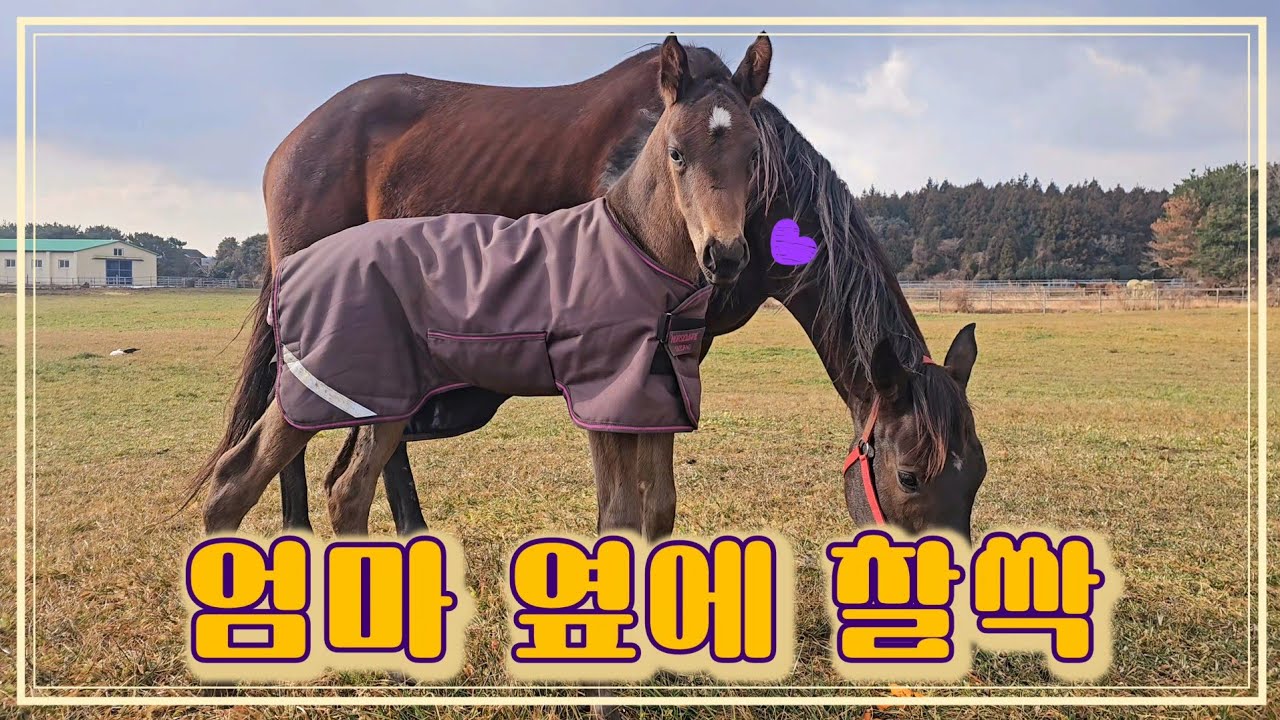 망아지의 성장💜 태어난지 2주. 살아남기 위해서 반드시 해야 할 일