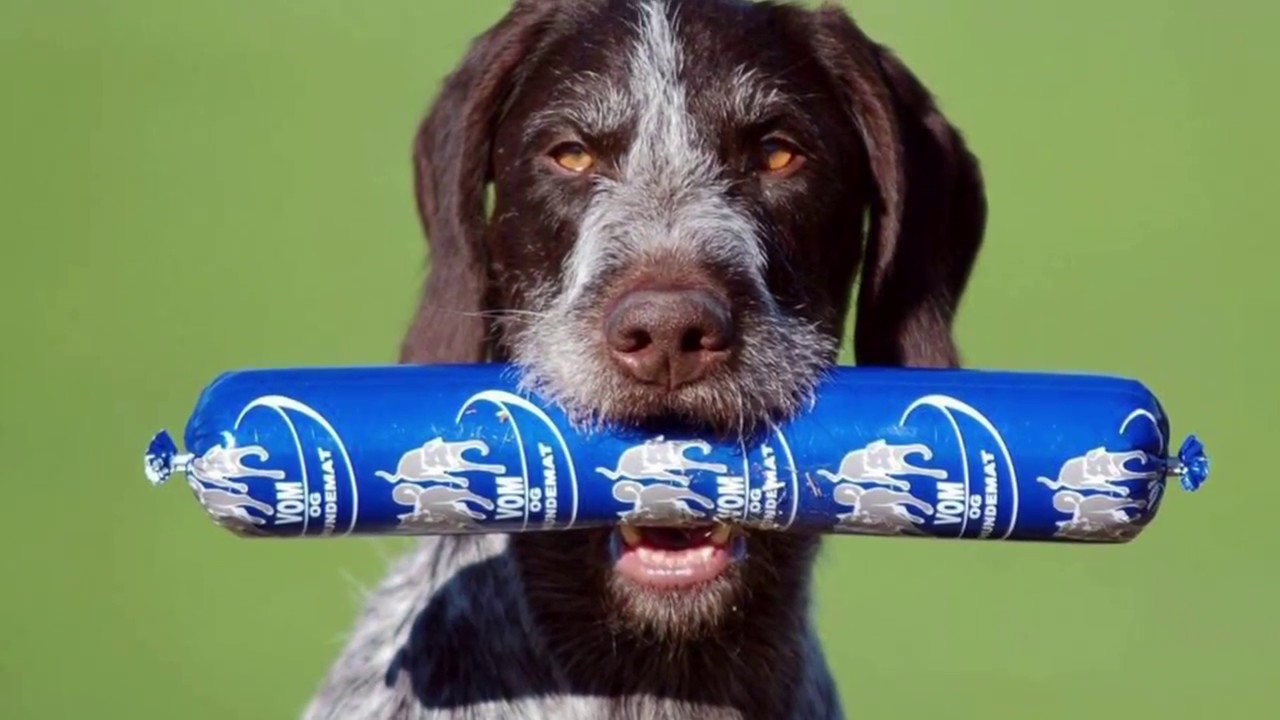 Apportering för fågelhundar