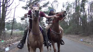 BIG MONEY STABLES SINGLEFOOT SUNDAY HORSEBACK TRAIL RIDE